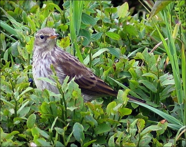 File:Anthus spinoletta.jpg