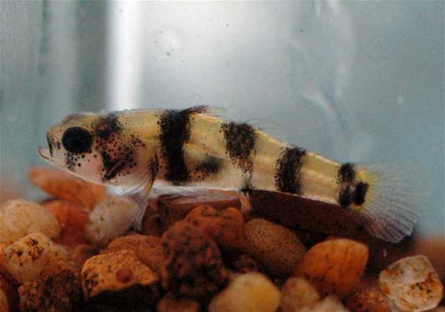 File:Brachygobius xanthomelas.jpg