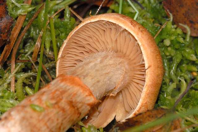 Файл:Cortinarius.armillatus2.-.lindsey.jpg