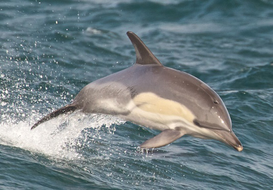 Файл:Delphinus delphis 03-cropped.jpg