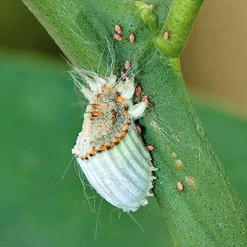 File:Icerya purchasi feeding on Citrus.jpg