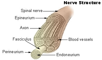 File:Illu nerve structure.jpg