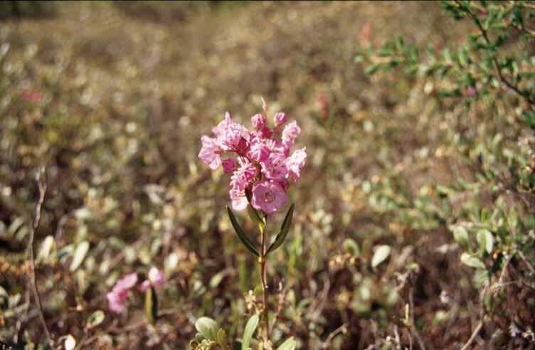 File:Kalmia polifolia 2-eheep (5097472651).jpg