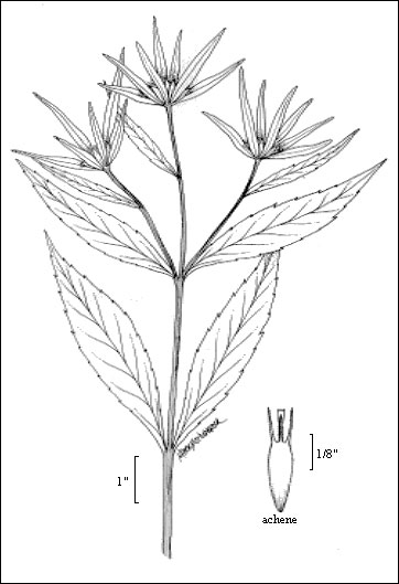 File:Leafy-bract-Beggar-ticks.we.jpg