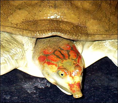 File:Leith's Softshell Turtle.jpg