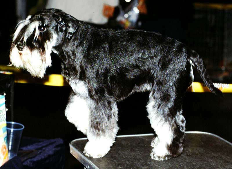 File:Miniature-Schnauzer3.jpg