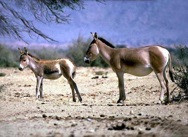 Файл:Mongolie hémione.jpg