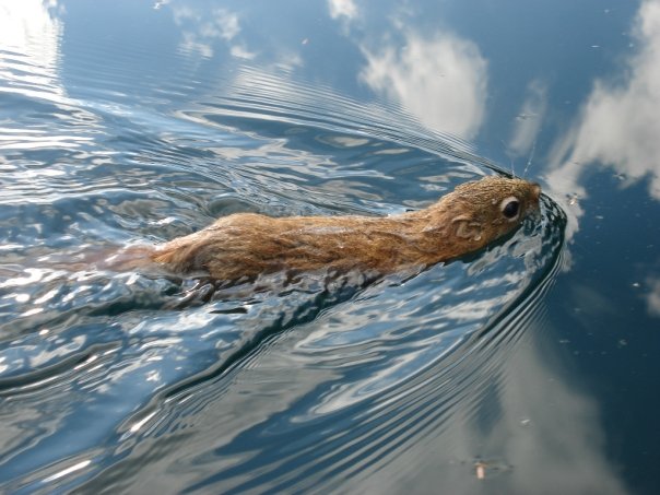 File:Swimming red squirrel.jpg