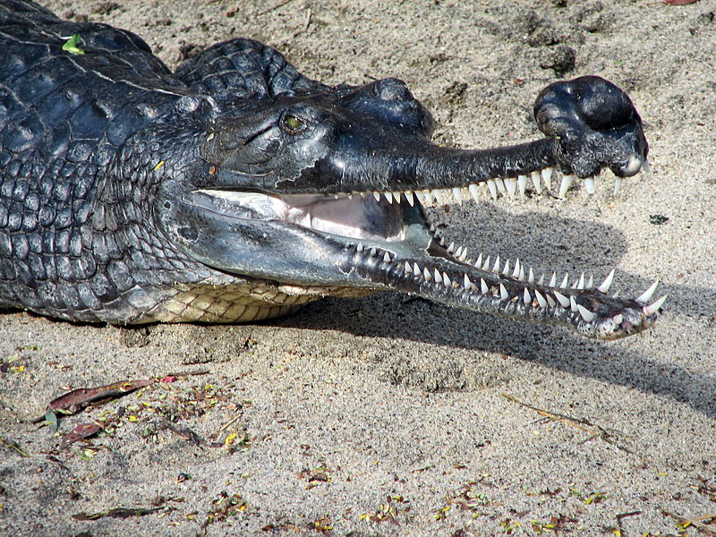 File:Indian Gharial at the San Diego Zoo (2006-01-03) (headshot).jpg