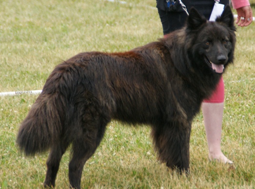 File:Long-haired Dutch Shepherd 4.JPG