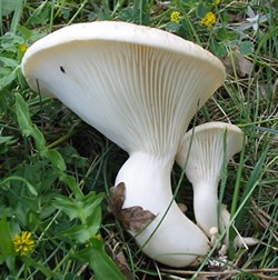 File:Pleurotus nebrodensis.jpg