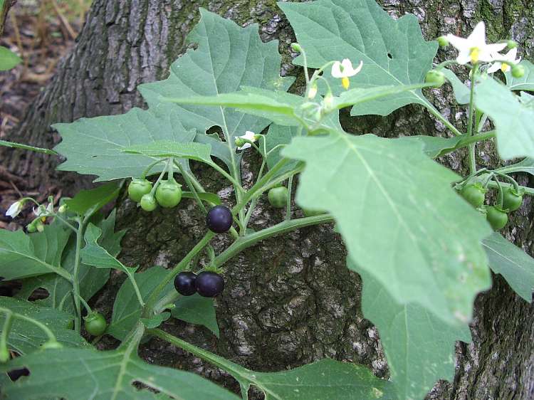 File:Solanum nigrum leafs flowers fruits.jpg