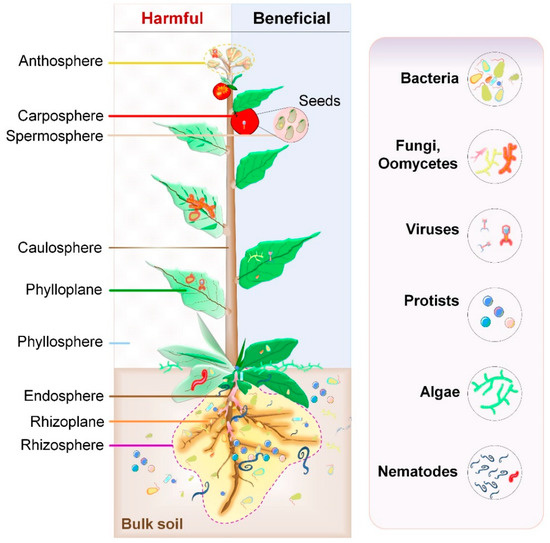 Microbiomes in the plant ecosystem [126]