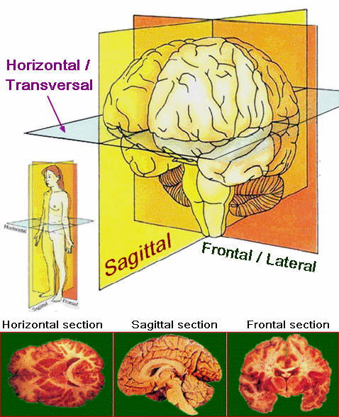 AxesAnatomieCerveau