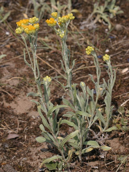 Файл:Helichrysum arenarium.jpg