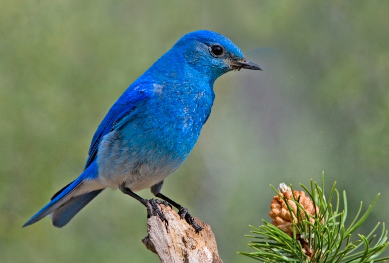 Файл:Mountain Bluebird.jpg