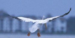 File:Americanwhitepelican75sm.JPG