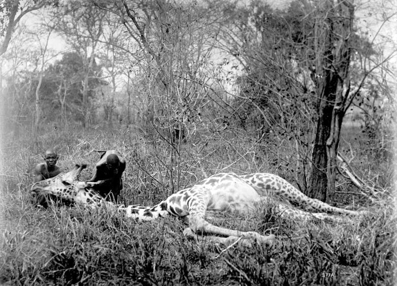 File:Bundesarchiv Bild 105-DOA0377, Deutsch-Ostafrika, Giraffe.jpg