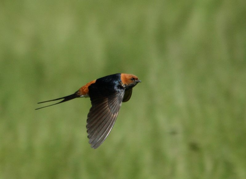 File:Lesser striped swallow (Cecropis abyssinica) 2008 02 27.jpg