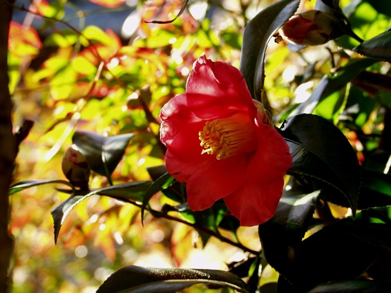 Archivo:Camellia japonica natural.jpg