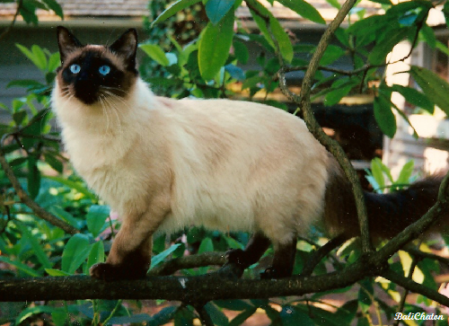 File:Old-Style Balinese Cat.png