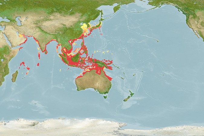 File:Banded eagle ray distribution.jpg