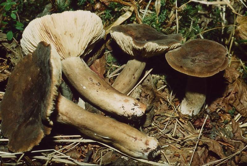 Файл:Lactarius fuliginosus.jpg