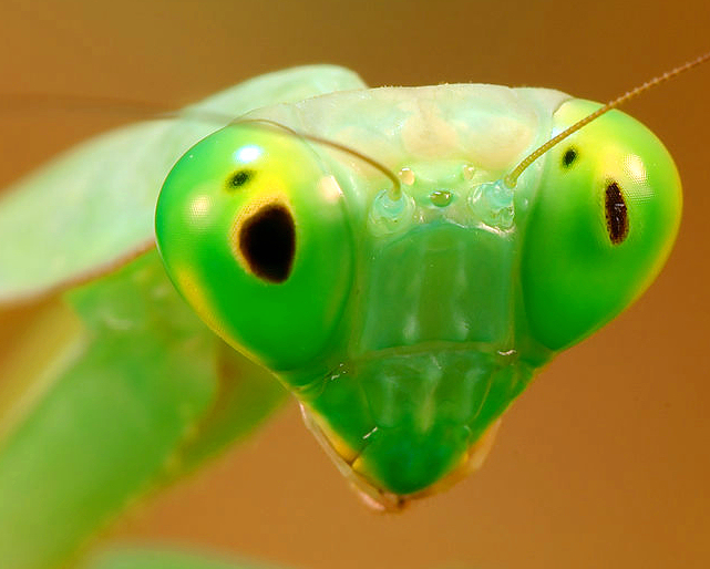 File:Rhombodera basalis 2 Luc Viatour cropped.jpg