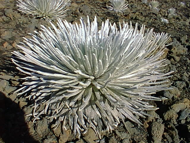 Файл:Silversword Haleakala.jpg