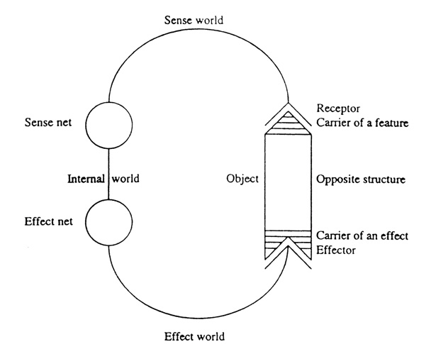 File:Uexküll wirkkreis.jpg