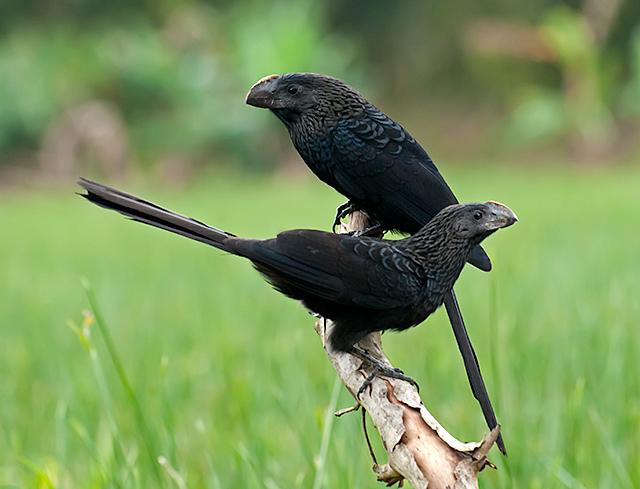 Archivo:Crotophaga ani -Registro, Sao Paulo, Brazil-8.jpg