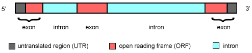 File:Gene structure.gif