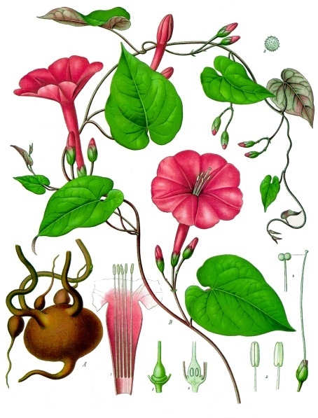 Archivo:Ipomoea purga - Köhler–s Medizinal-Pflanzen-077.jpg