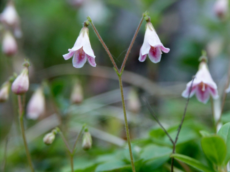 Файл:Linnaea borealis.jpg