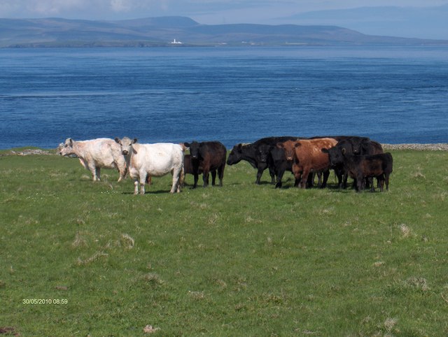 File:Swona cattle - geograph.org.uk - 2219677.jpg