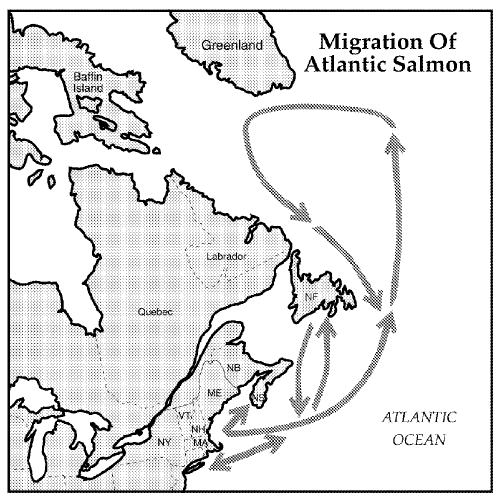 File:Ocean migration of Altantic salmon.gif