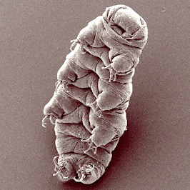 Archivo:Waterbear.jpg