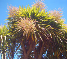 File:Cabbagetree small.jpg