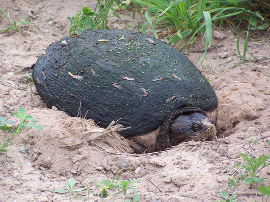 File:Cieloturtle.jpg