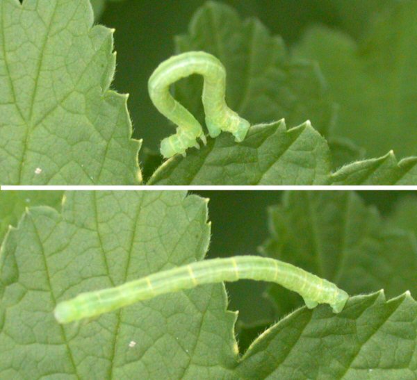 Файл:Geometrid caterpillar.jpg