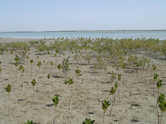 File:Jiwani Coastal Wetland 1.jpg