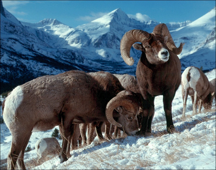 File:USGS ovis canadensis GNP bighorn rams 0.jpg