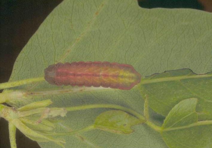 File:Candalides absimilis edwardsi caterpillar.jpg