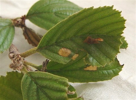 File:Coleophora binderella damage.jpg