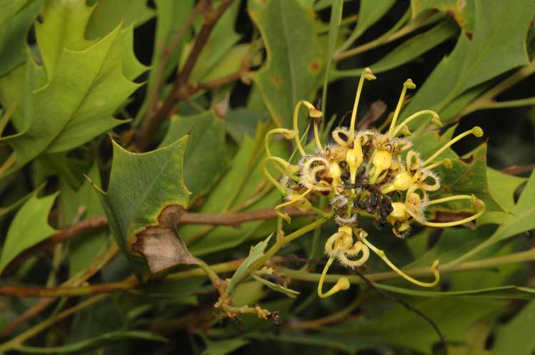 File:Grevillea angulata.jpg