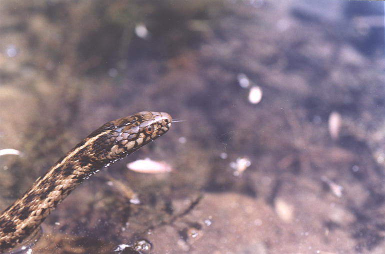 File:Thamnophis couchii.jpg