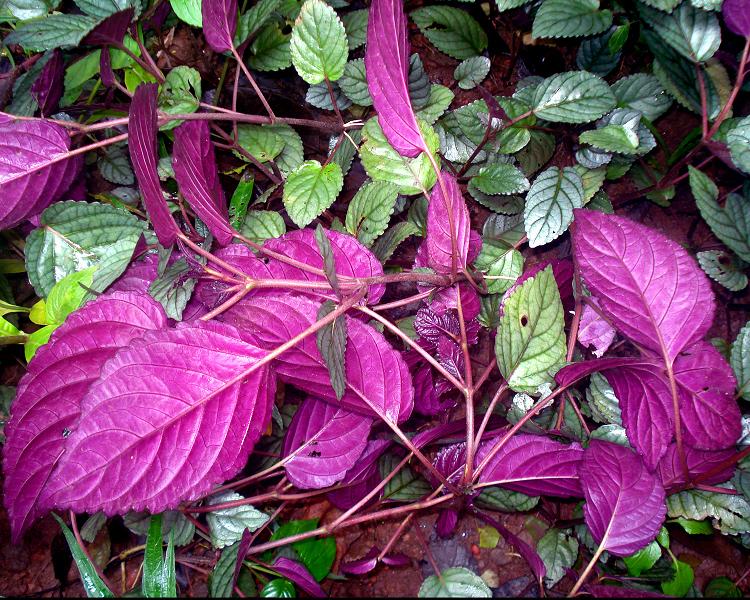 Файл:മുറികൂട്ടി, Hemigraphis colorata leaves.JPG