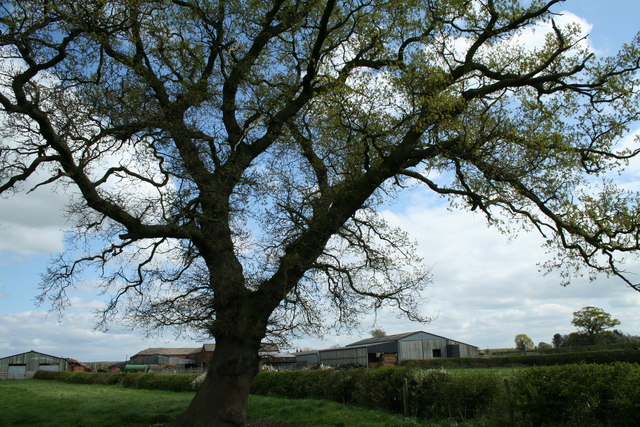 File:Caldecott - Solitary Oak.jpg