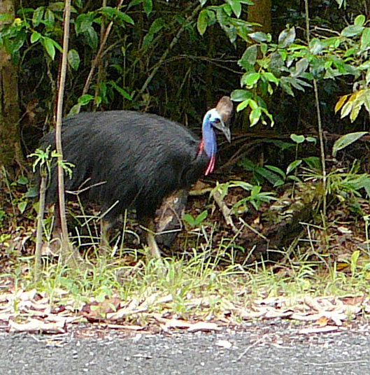 File:Casuarius casuarius -Queensland-6a.jpg