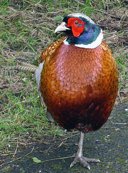 File:Male common pheasant.jpg